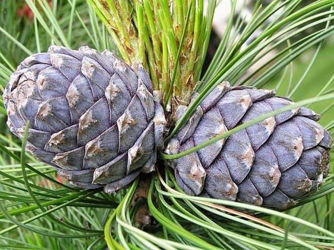 Pinus Cembra - View 2 from www redcrocus com