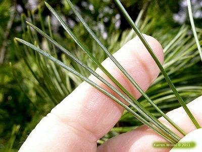 Pinus Cembra - View 30 from www redcrocus com