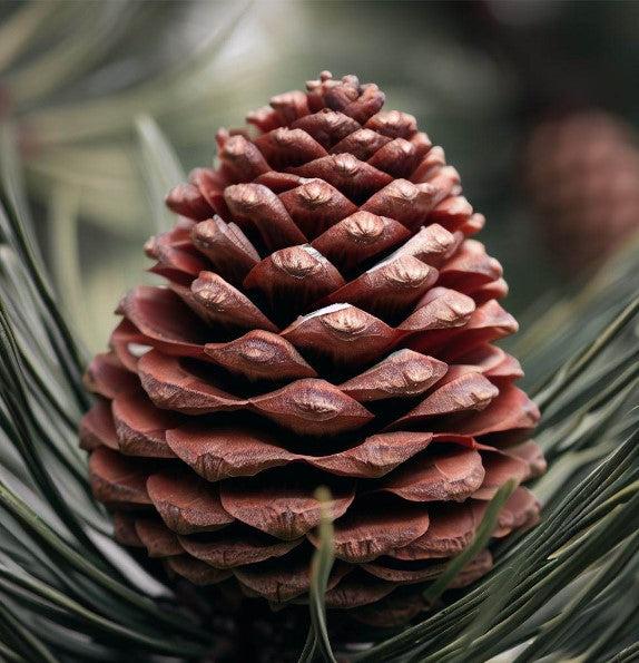 Pinus Cembra - View 31 from www redcrocus com