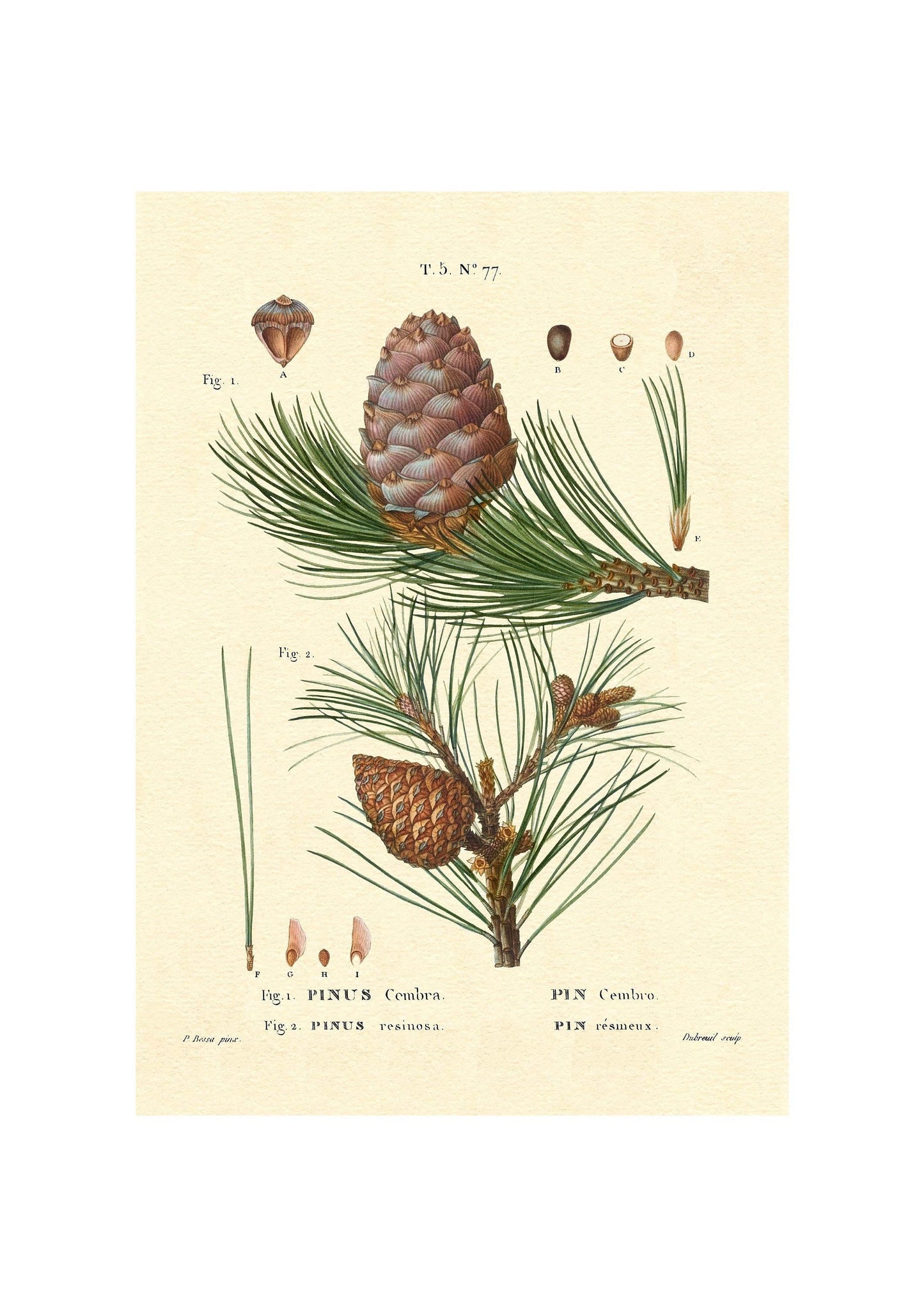 Pinus Cembra - View 32 from www redcrocus com