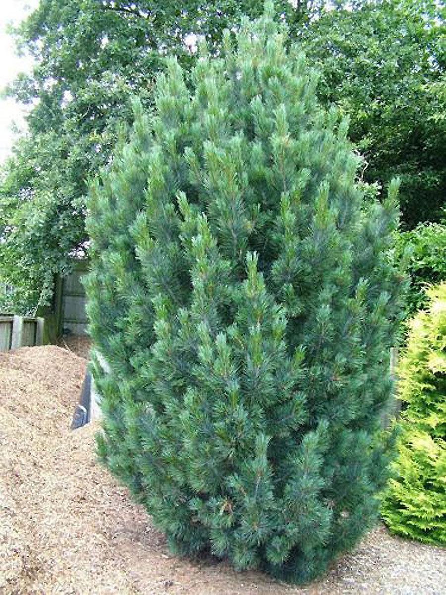 Pinus Cembra - View 33 from www redcrocus com