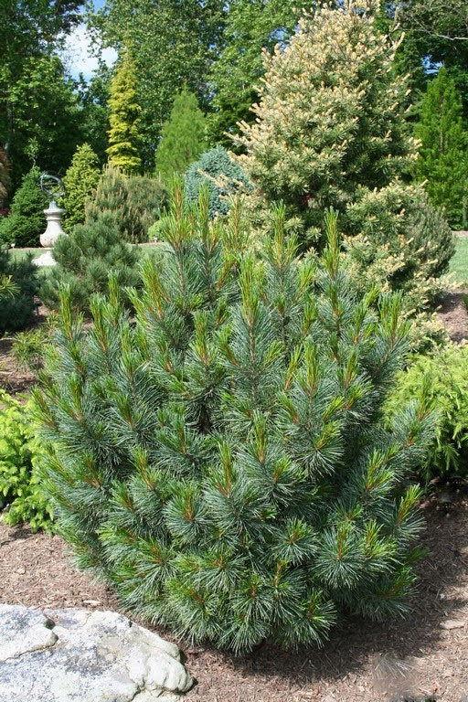 Pinus Cembra - View 34 from www redcrocus com