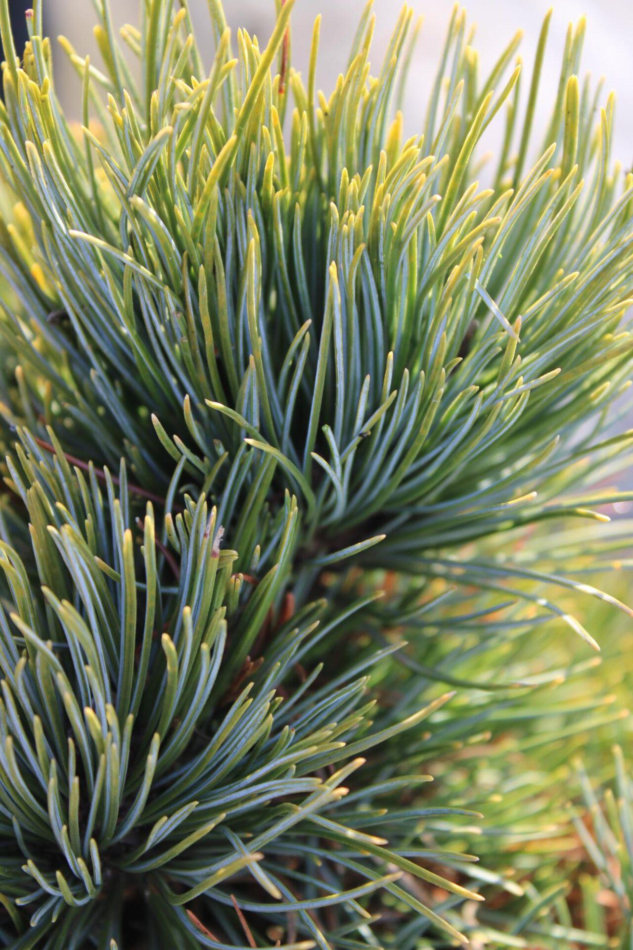 Pinus Cembra - View 35 from www redcrocus com