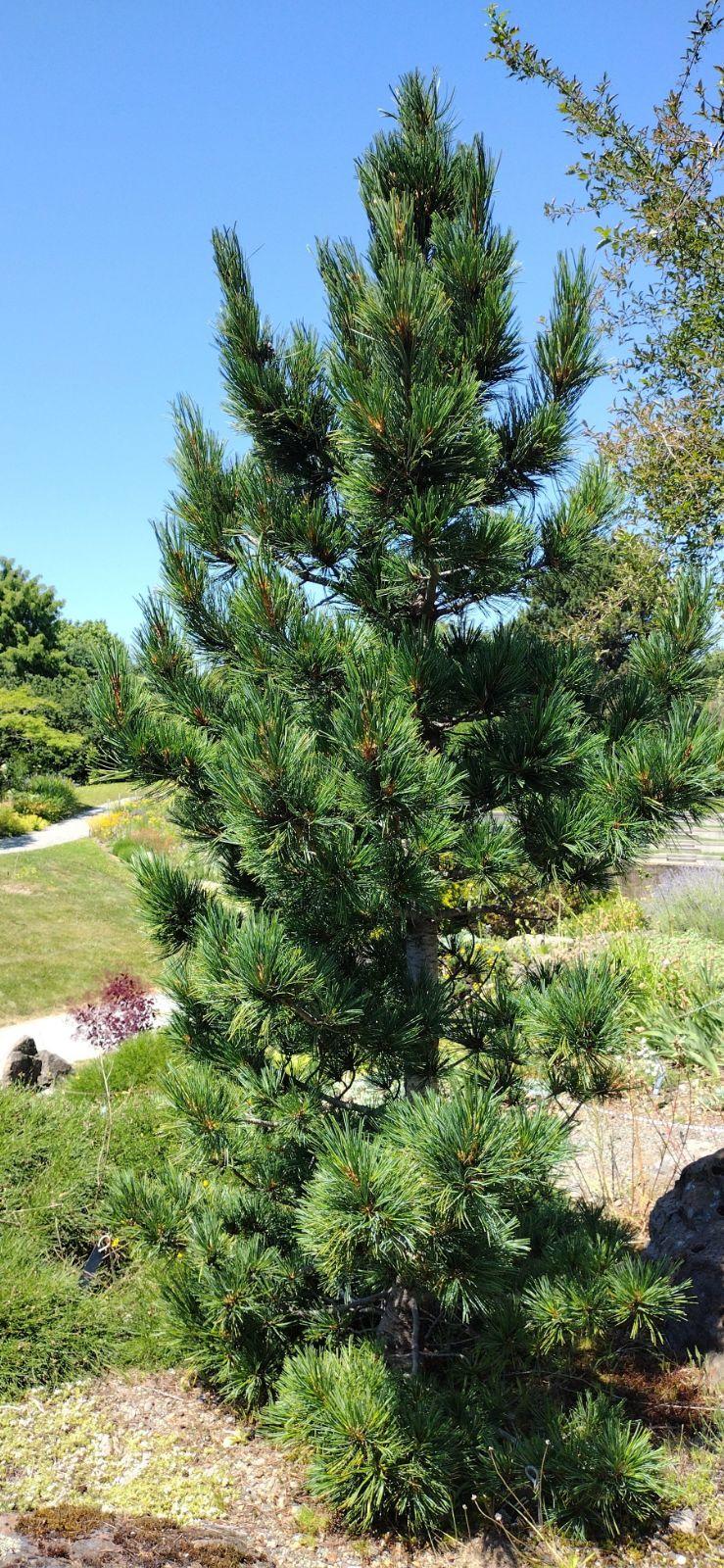 Pinus Cembra - View 3 from www redcrocus com
