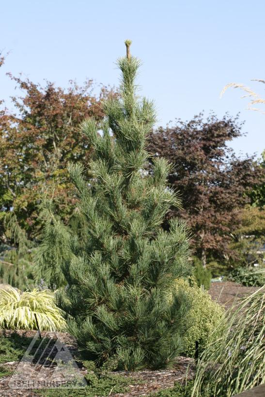 Pinus Cembra - View 4 from www redcrocus com