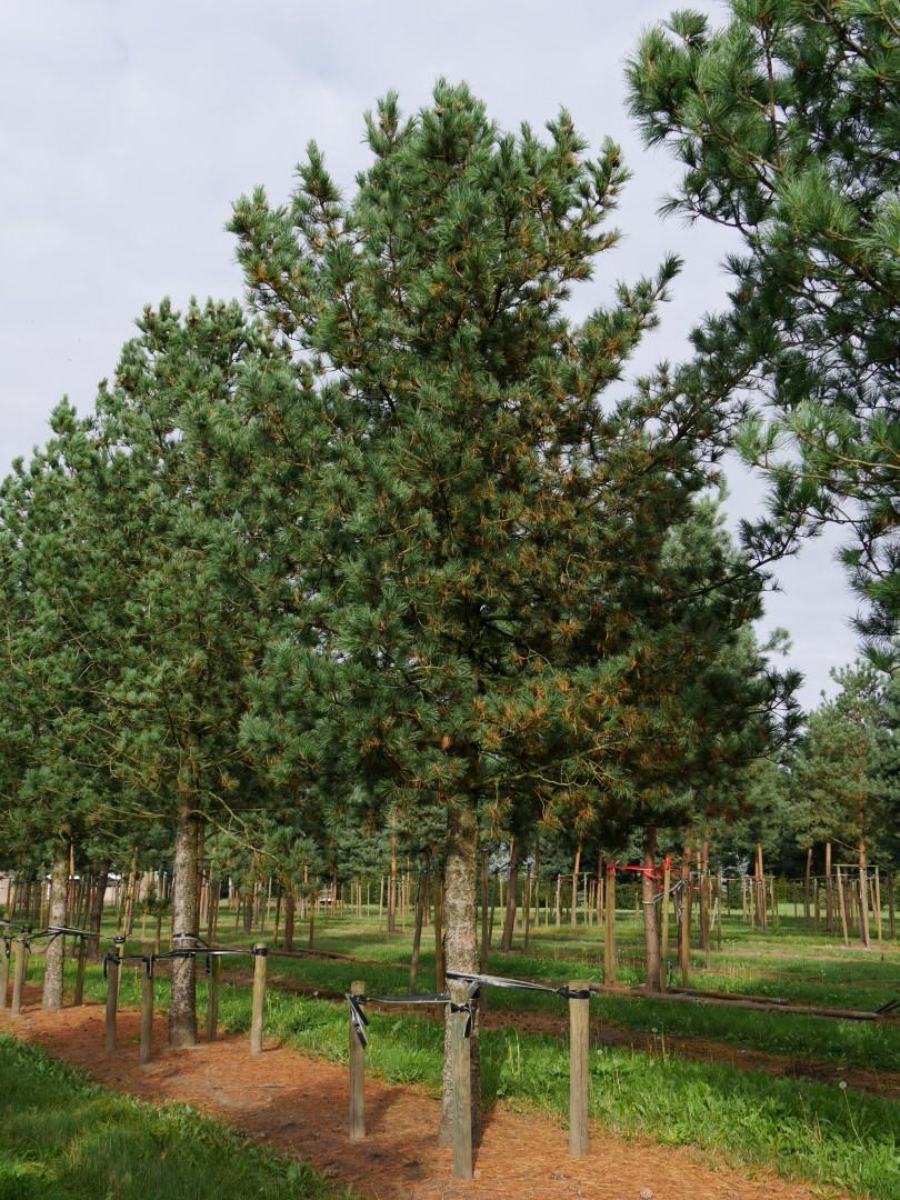 Pinus Cembra - View 5 from www redcrocus com