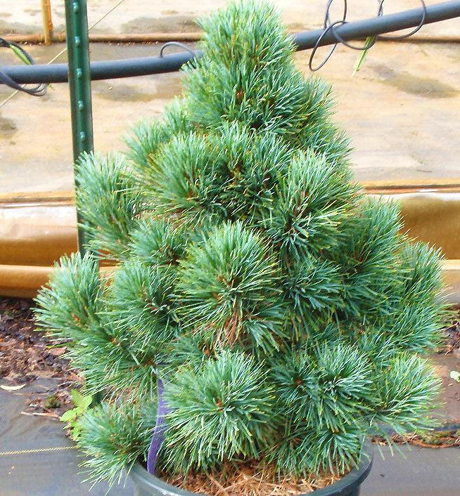 Pinus Cembra - View 6 from www redcrocus com