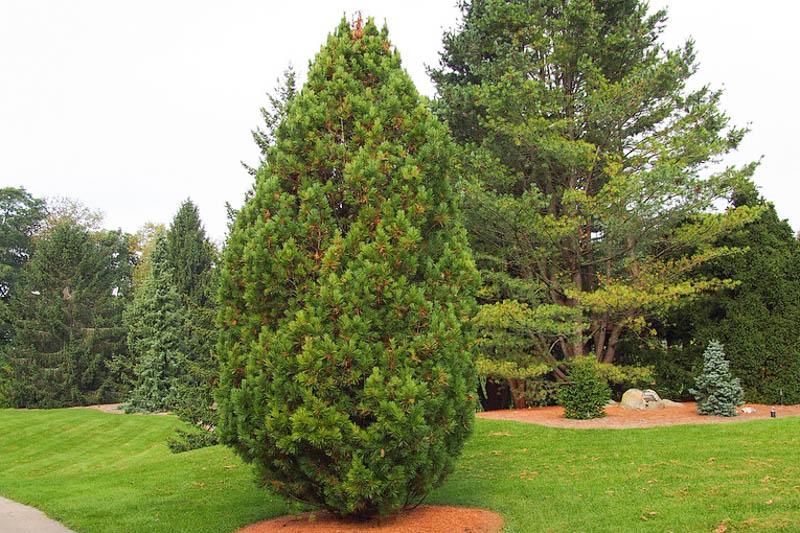 Pinus Cembra - View 8 from www redcrocus com