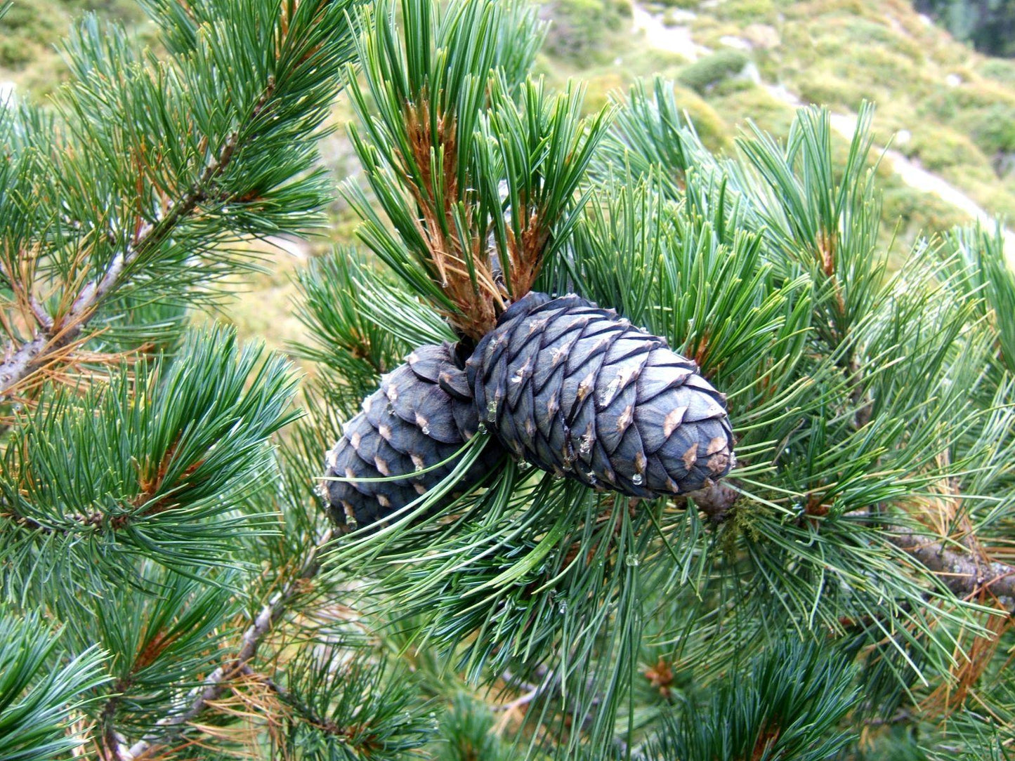 Pinus Cembra - View 9 from www redcrocus com