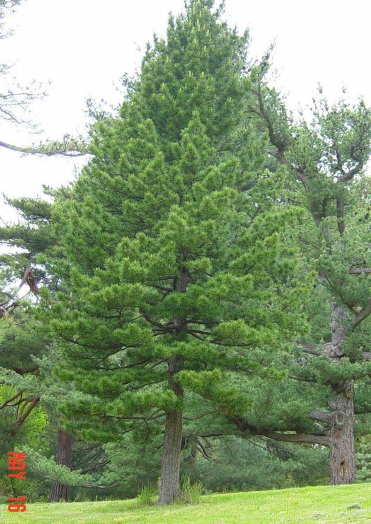 Pinus Cembra - View 11 from www redcrocus com