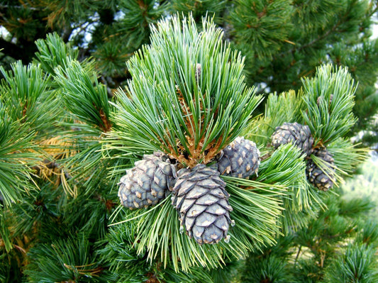 Pinus Cembra - View 12 from www redcrocus com