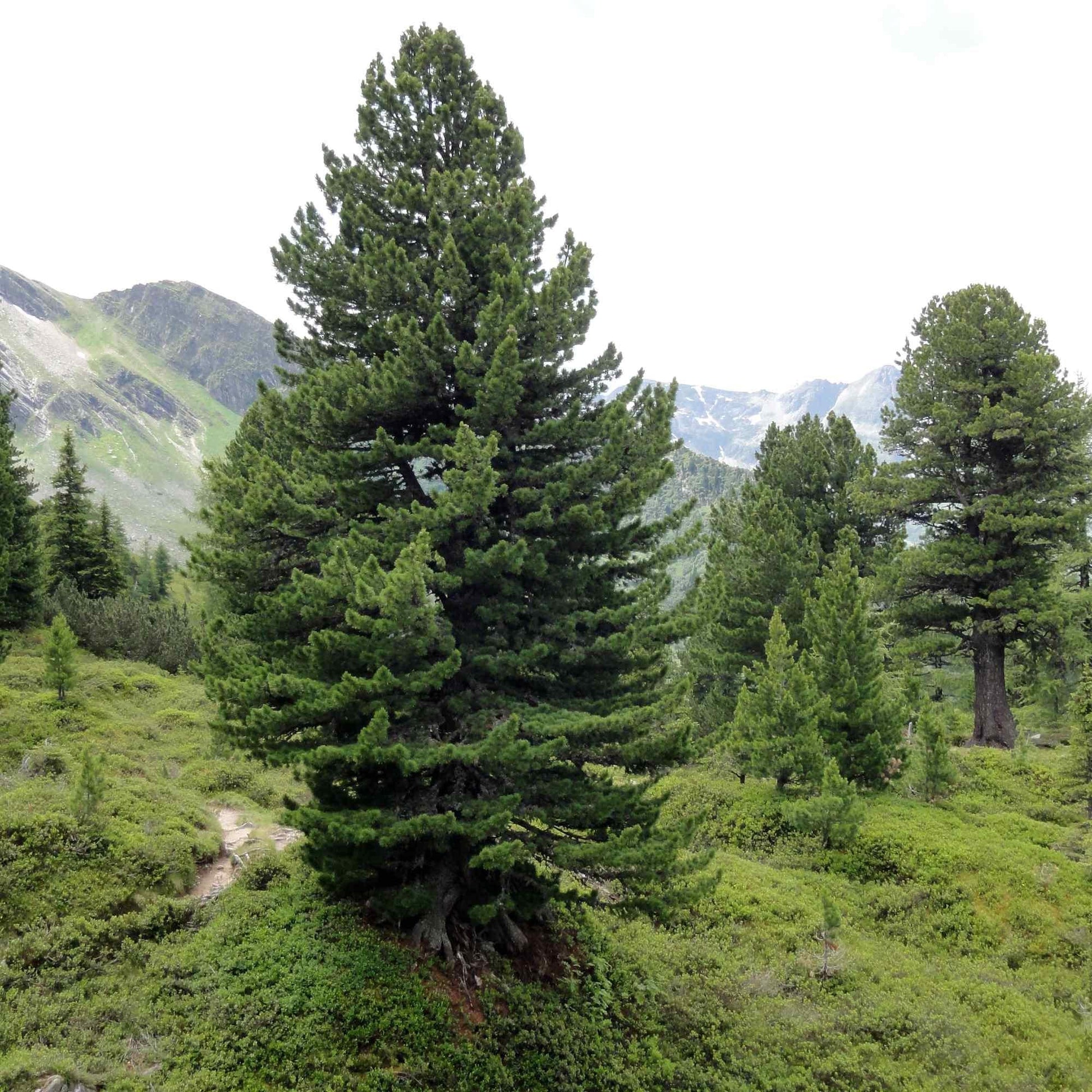 Pinus Cembra - View 14 from www redcrocus com