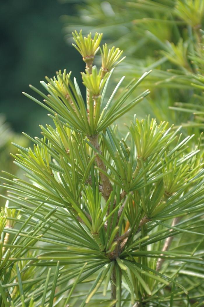 Sciadopitys Verticillata - View 15 from www redcrocus com