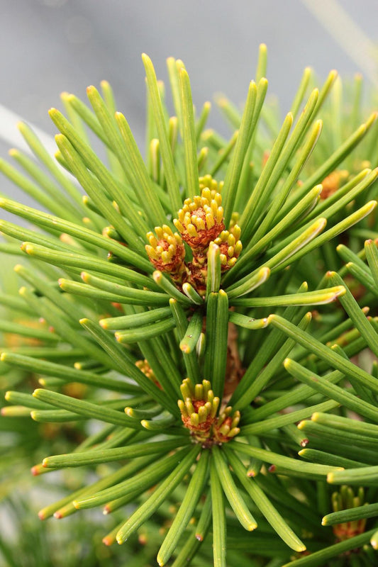 Sciadopitys Verticillata - View 1 from www redcrocus com