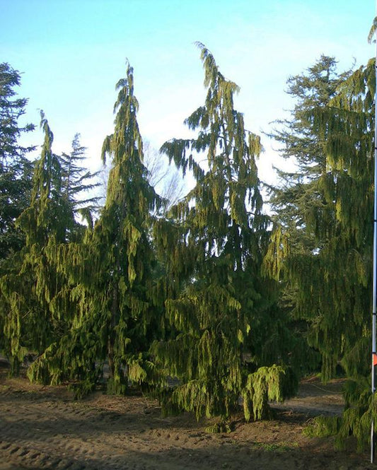 Chamaecyparis Nootkatensis 'pendula' - View 1 from www redcrocus com