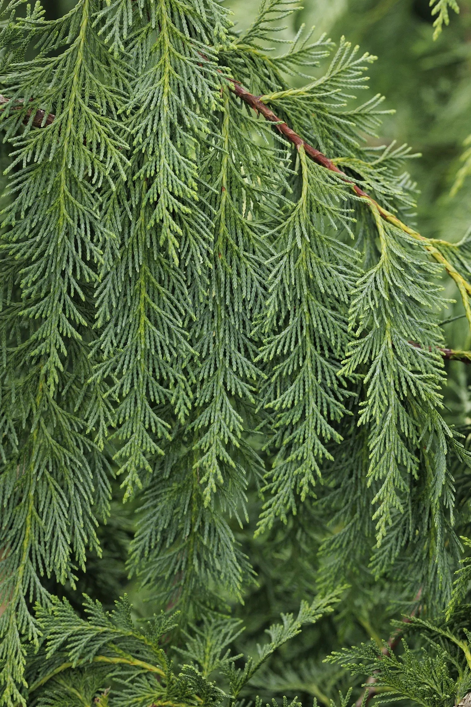 Chamaecyparis Nootkatensis 'pendula' - View 10 from www redcrocus com