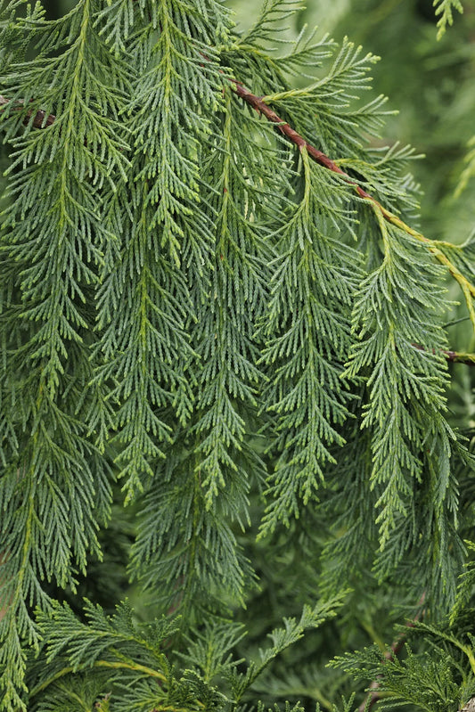 Chamaecyparis Nootkatensis 'pendula' - View 10 from www redcrocus com