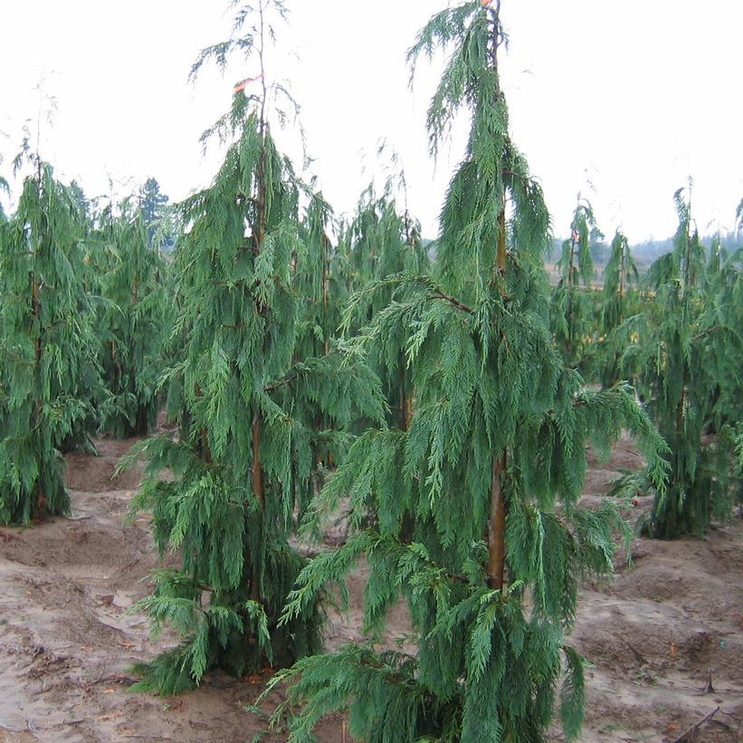 Chamaecyparis Nootkatensis 'pendula' - View 11 from www redcrocus com