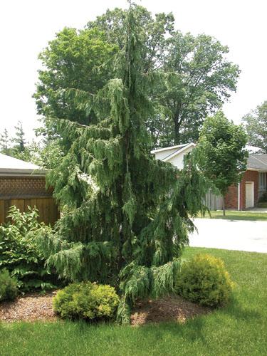 Chamaecyparis Nootkatensis 'pendula' - View 12 from www redcrocus com