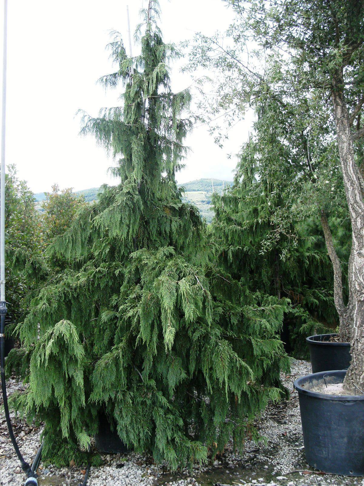 Chamaecyparis Nootkatensis 'pendula' - View 14 from www redcrocus com