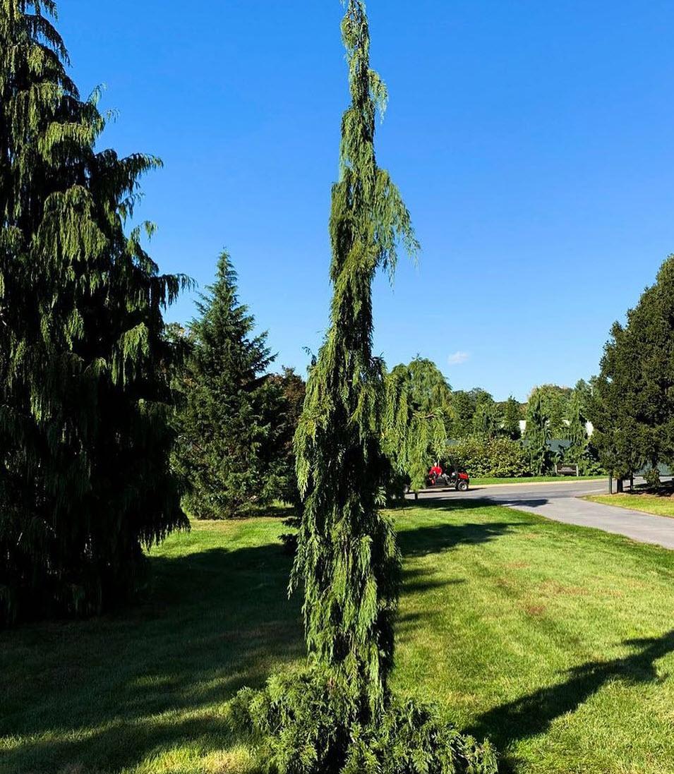 Chamaecyparis Nootkatensis 'pendula' - View 15 from www redcrocus com
