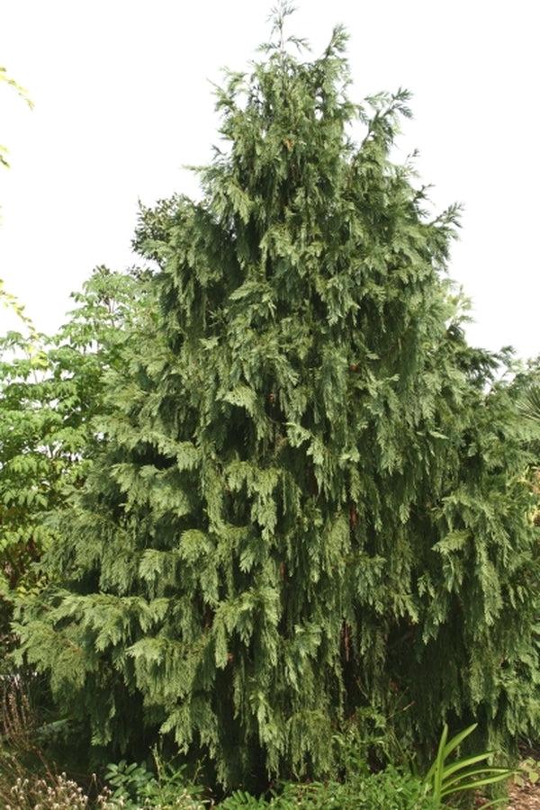 Chamaecyparis Nootkatensis 'pendula' - View 16 from www redcrocus com