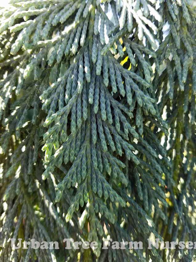 Chamaecyparis Nootkatensis 'pendula' - View 18 from www redcrocus com
