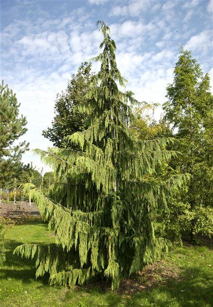 Chamaecyparis Nootkatensis 'pendula' - View 20 from www redcrocus com