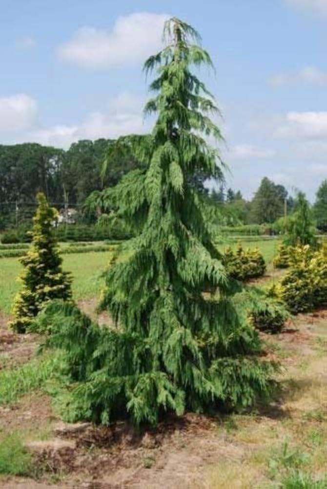 Chamaecyparis Nootkatensis 'pendula' - View 23 from www redcrocus com