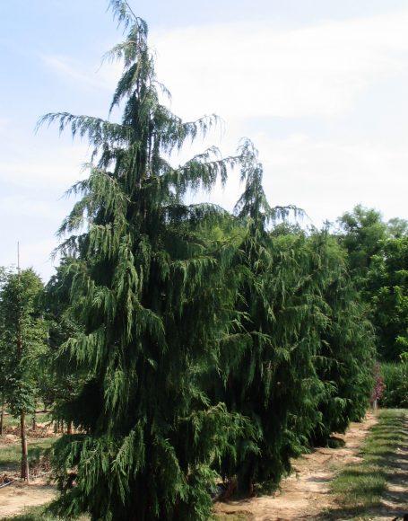 Chamaecyparis Nootkatensis 'pendula' - View 24 from www redcrocus com