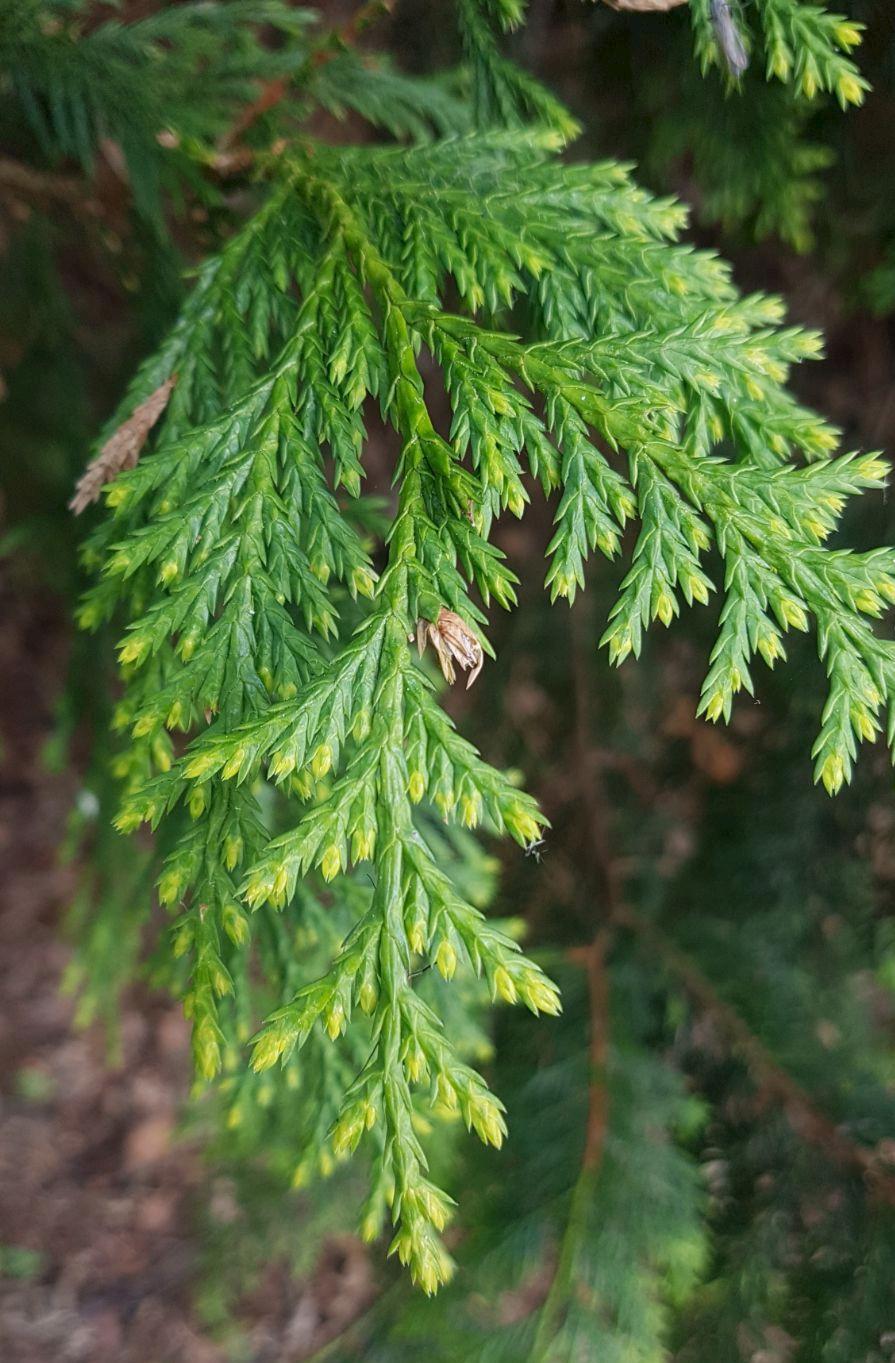 Chamaecyparis Nootkatensis 'pendula' - View 25 from www redcrocus com