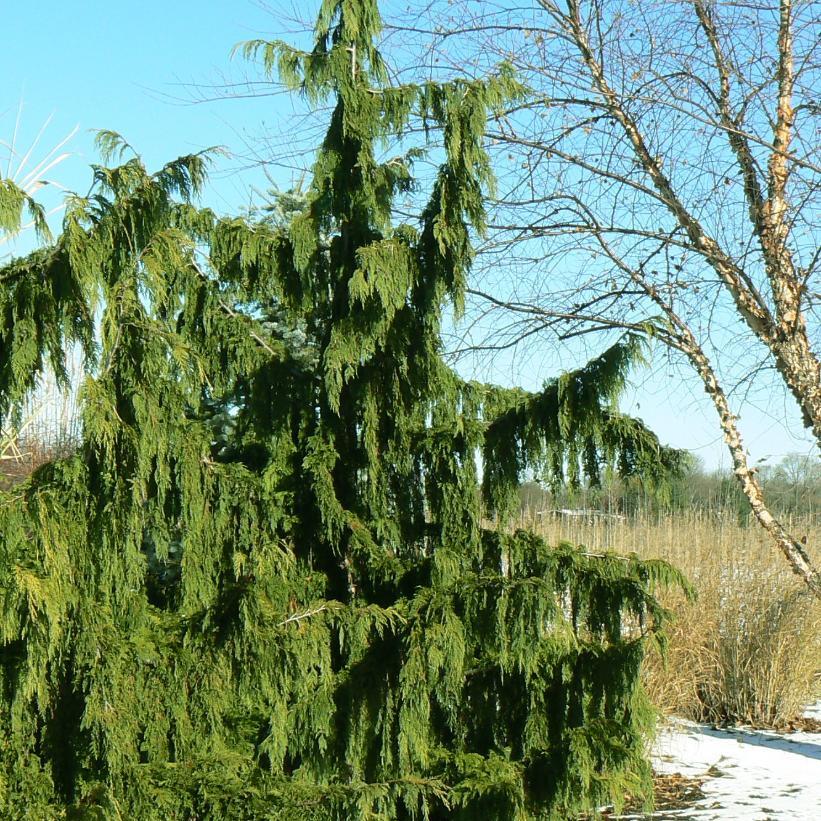 Chamaecyparis Nootkatensis 'pendula' - View 29 from www redcrocus com