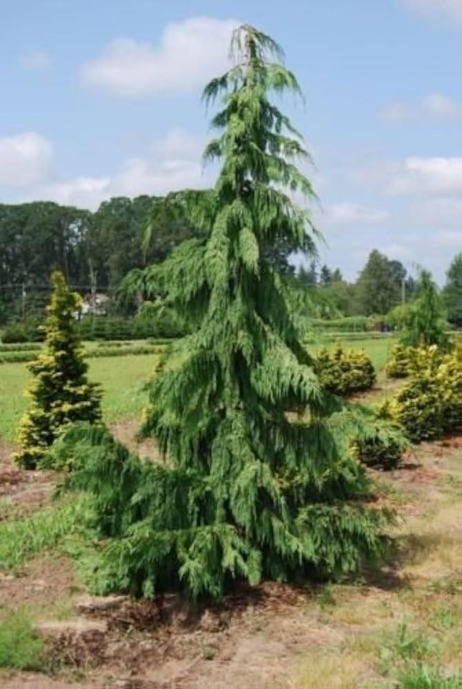 Chamaecyparis Nootkatensis 'pendula' - View 32 from www redcrocus com