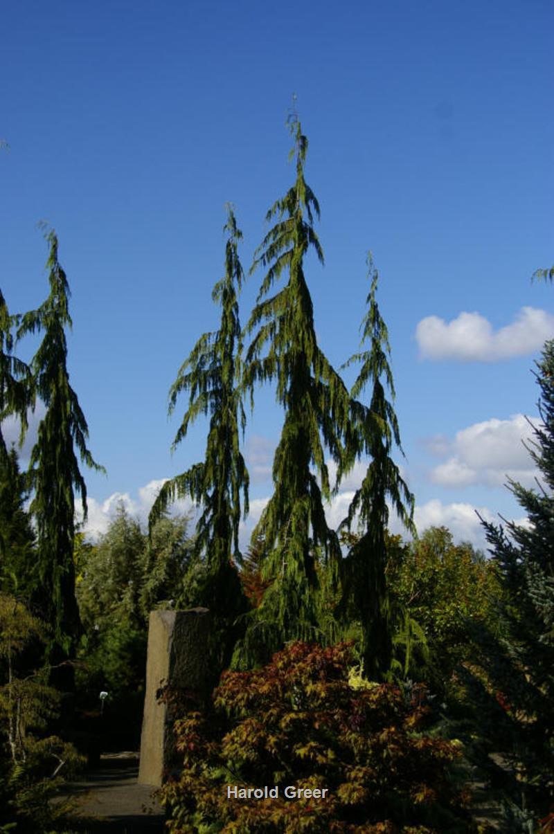 Chamaecyparis Nootkatensis 'pendula' - View 33 from www redcrocus com