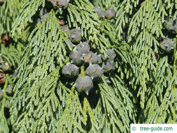 Chamaecyparis Nootkatensis 'pendula' - View 34 from www redcrocus com