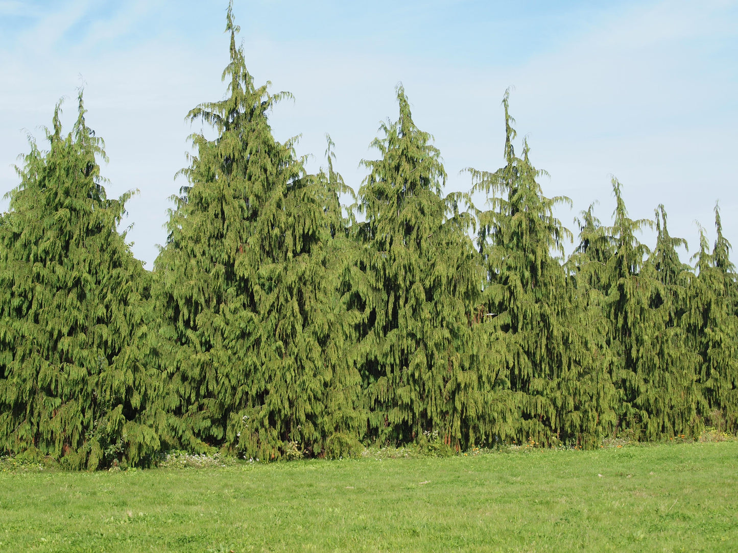 Chamaecyparis Nootkatensis 'pendula' - View 35 from www redcrocus com
