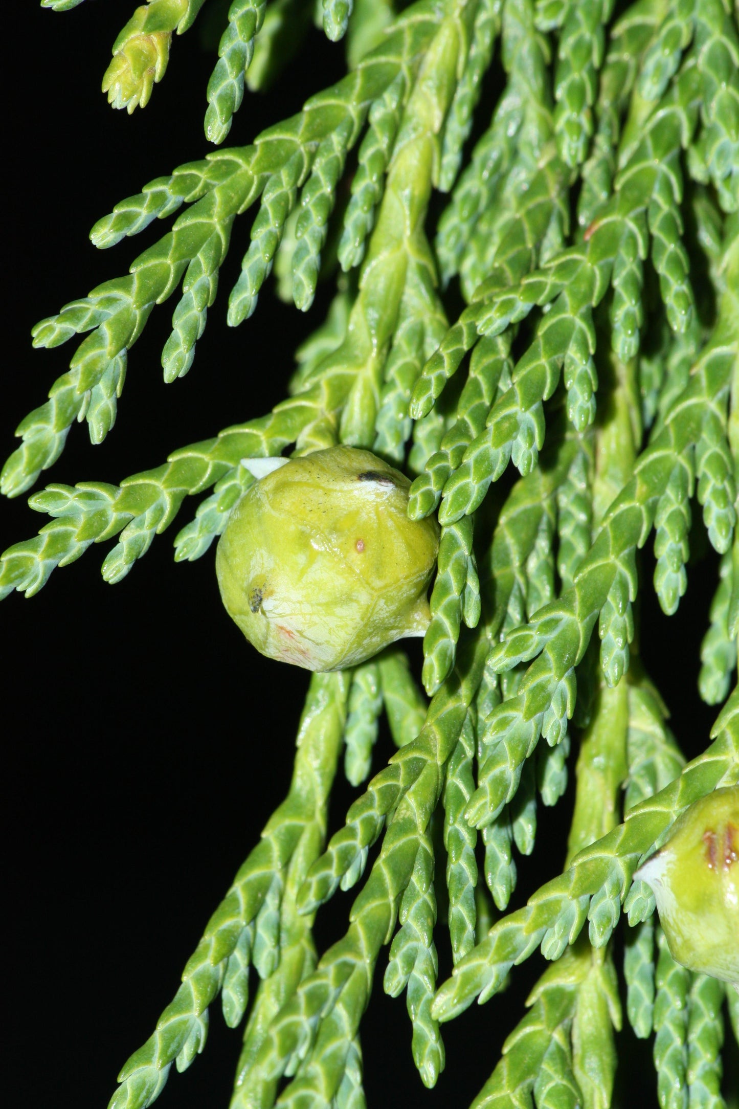 Chamaecyparis Nootkatensis 'pendula' - View 38 from www redcrocus com