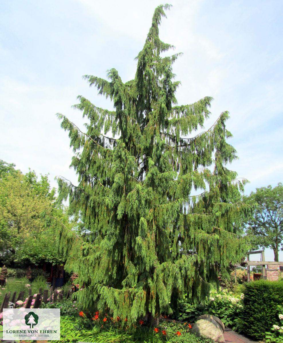Chamaecyparis Nootkatensis 'pendula' - View 3 from www redcrocus com