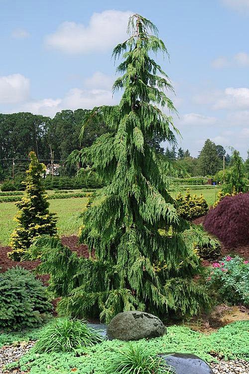Chamaecyparis Nootkatensis 'pendula' - View 6 from www redcrocus com