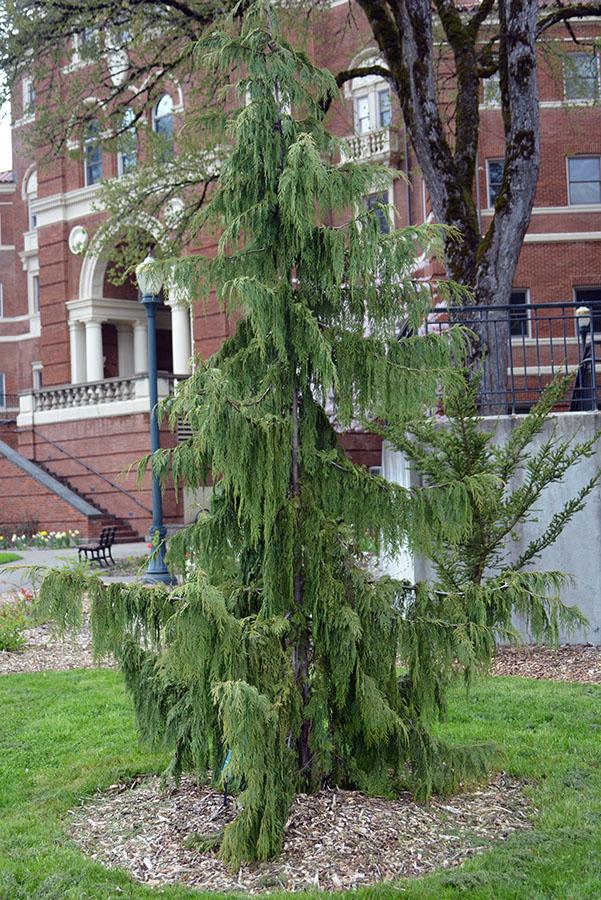 Chamaecyparis Nootkatensis 'pendula' - View 7 from www redcrocus com