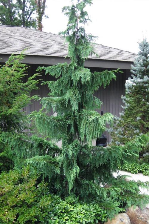Chamaecyparis Nootkatensis 'pendula' - View 8 from www redcrocus com