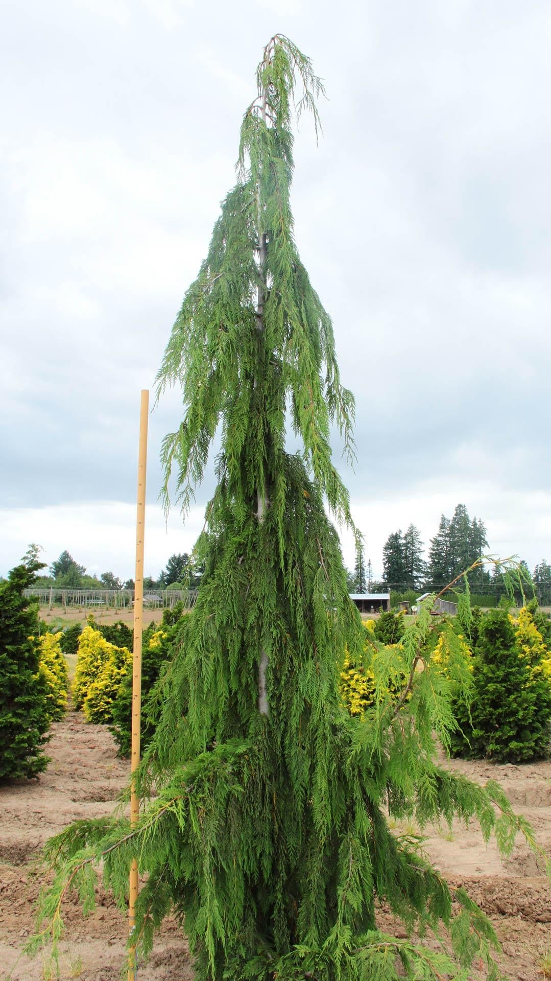 Chamaecyparis Nootkatensis 'pendula' - View 9 from www redcrocus com