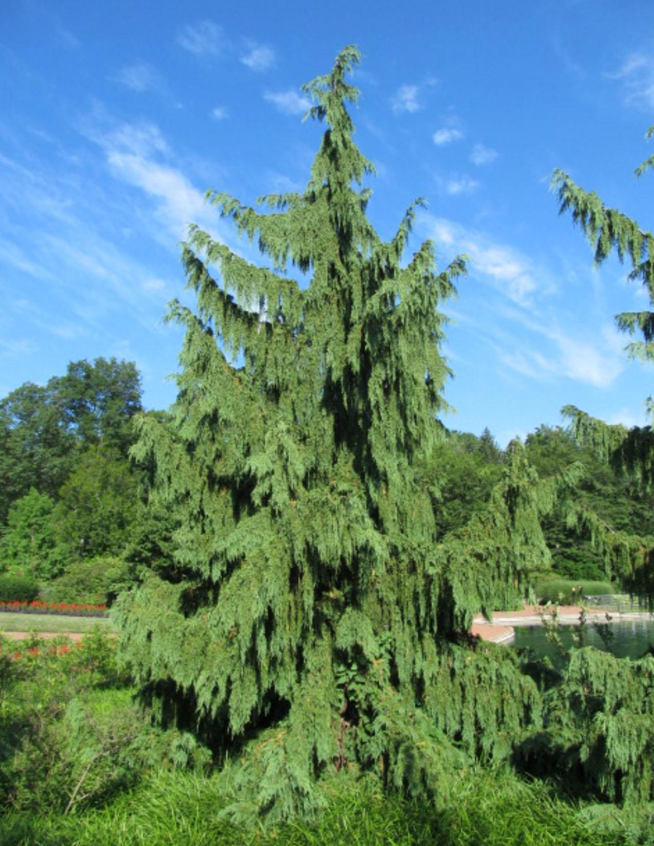 Chamaecyparis Nootkatensis Pendula - View 13 from www redcrocus com