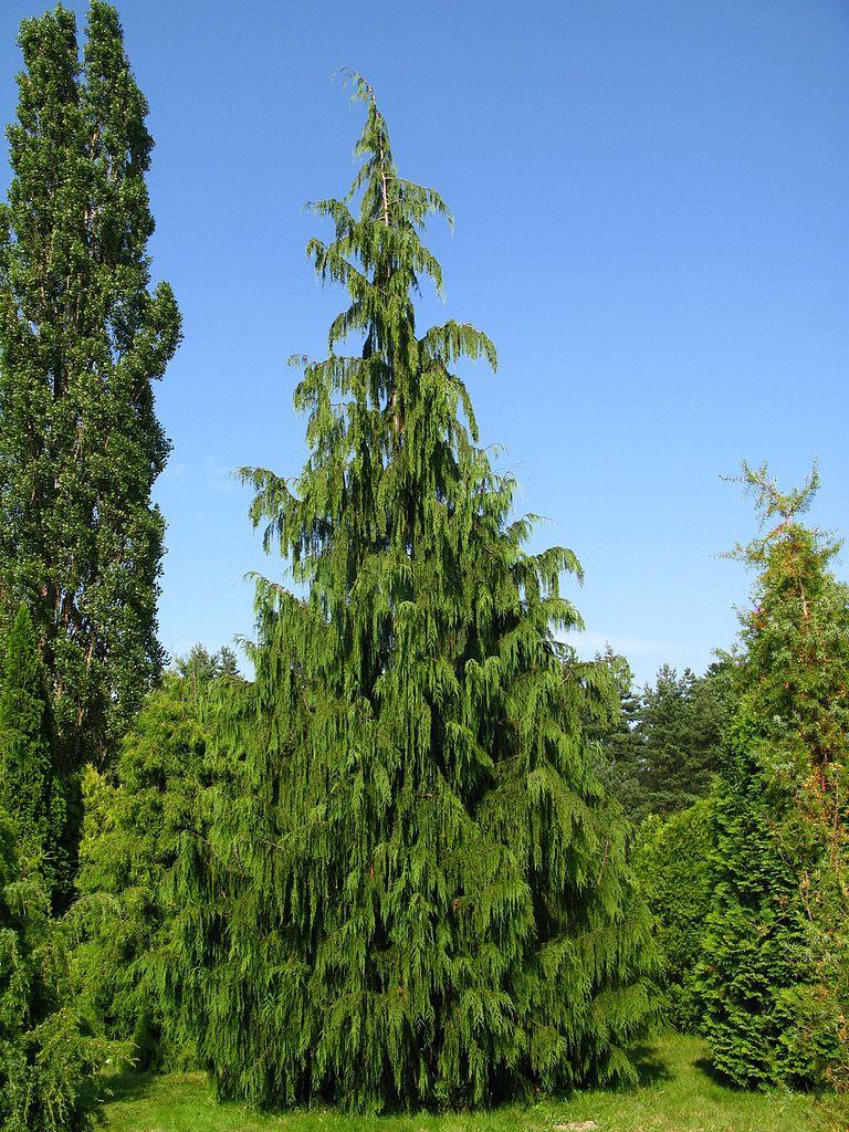Chamaecyparis Nootkatensis Pendula - View 14 from www redcrocus com