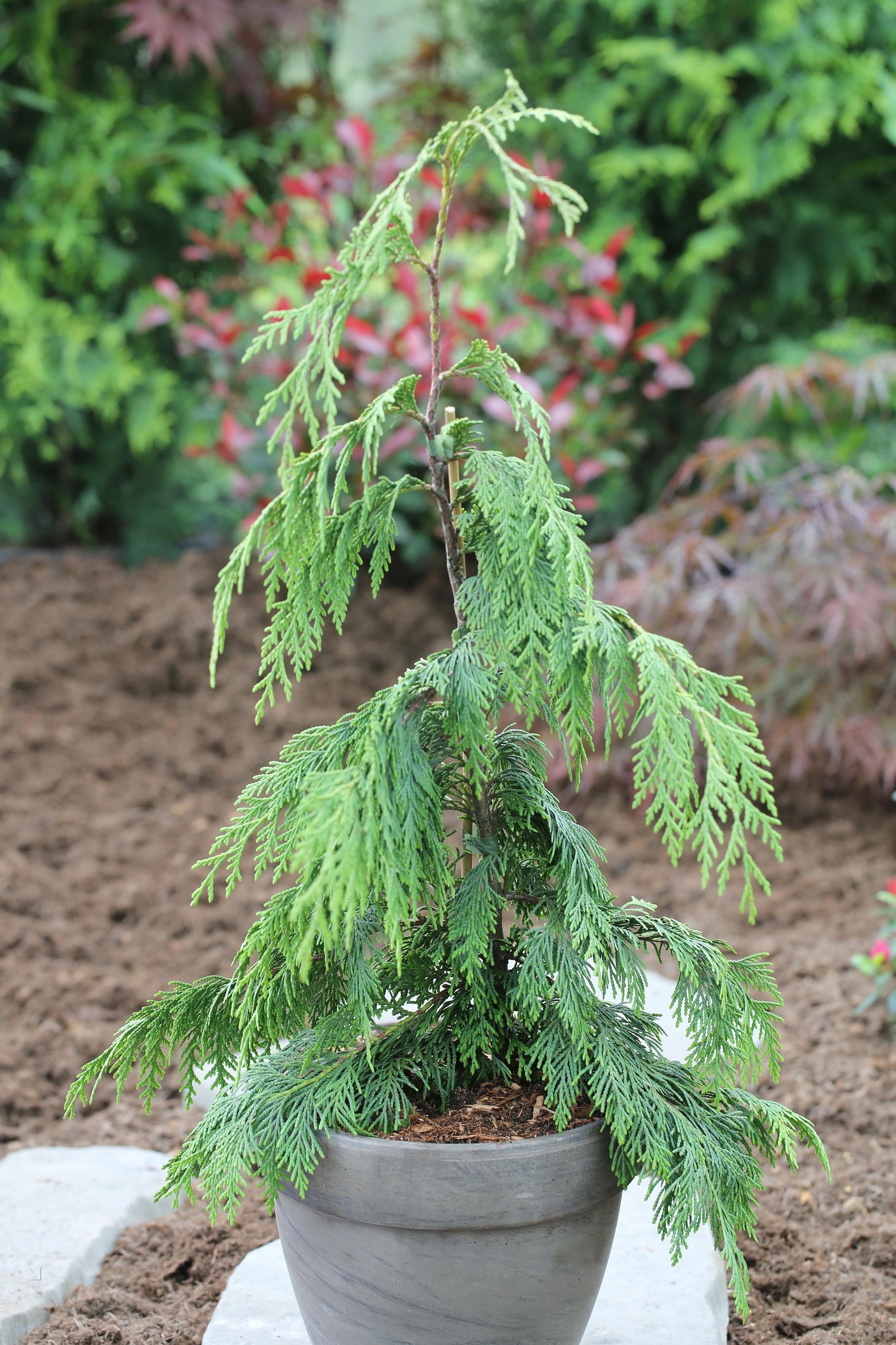 Chamaecyparis Nootkatensis Pendula - View 15 from www redcrocus com