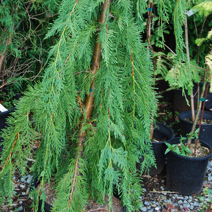 Chamaecyparis Nootkatensis Pendula - View 16 from www redcrocus com
