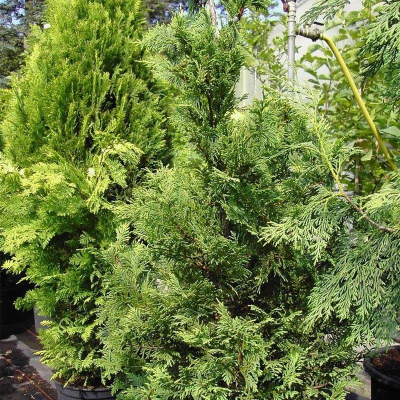 Chamaecyparis Nootkatensis Pendula - View 18 from www redcrocus com