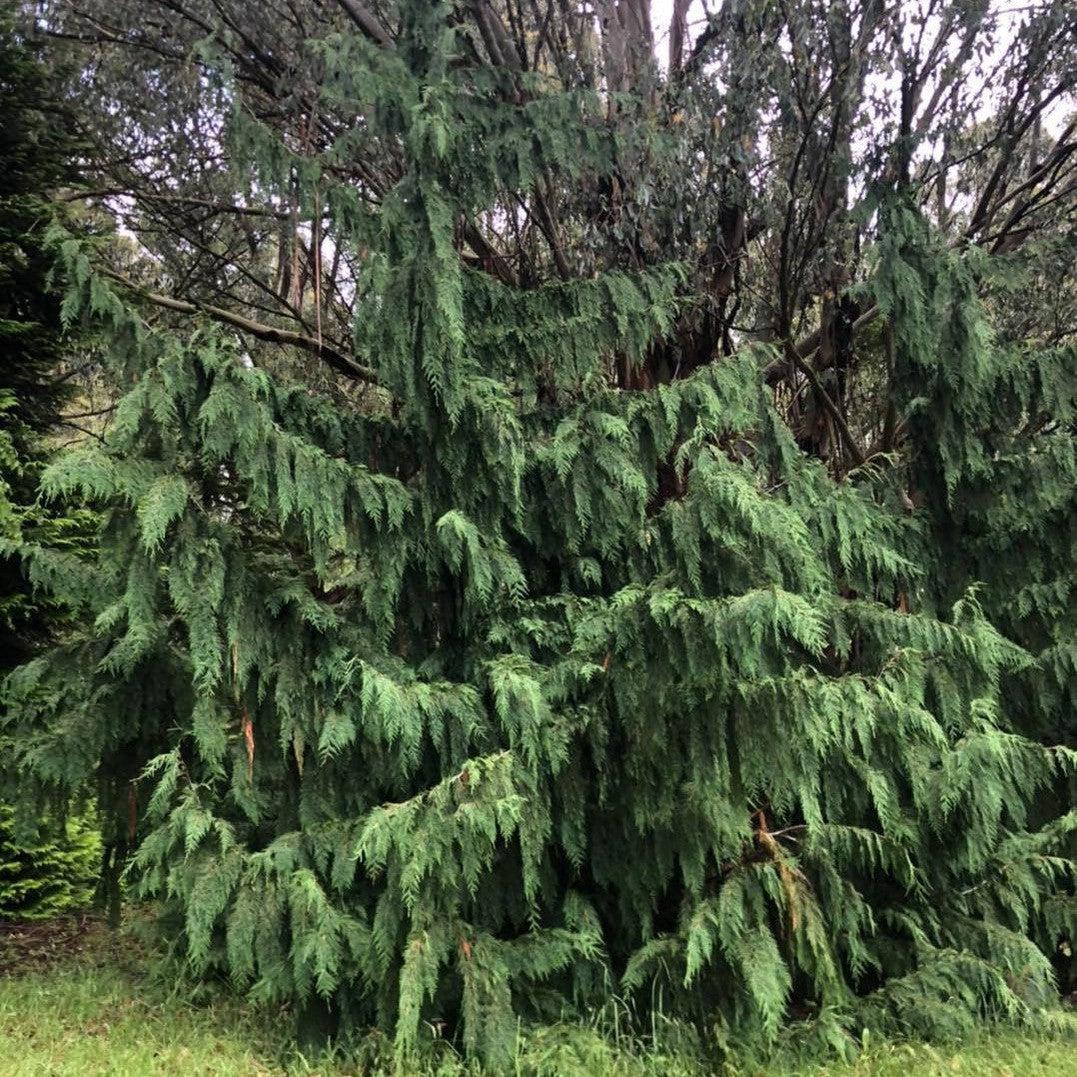 Chamaecyparis Nootkatensis Pendula - View 19 from www redcrocus com