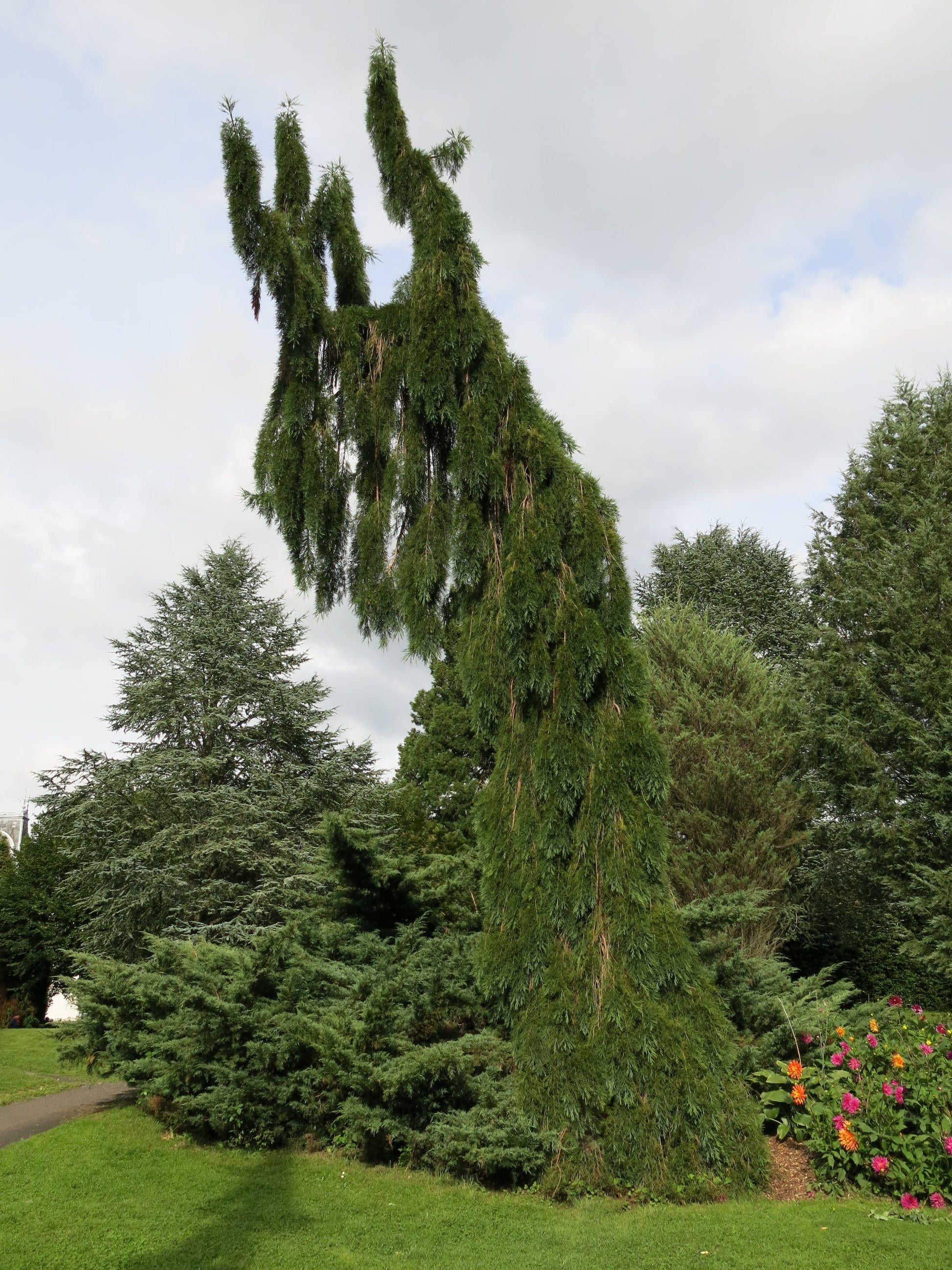 Chamaecyparis Nootkatensis Pendula - View 3 from www redcrocus com