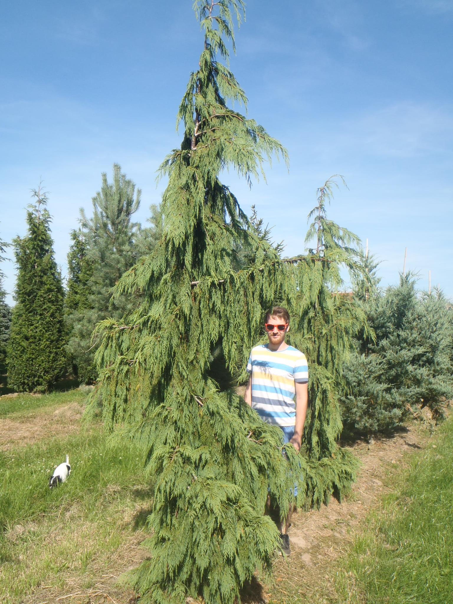 Chamaecyparis Nootkatensis Pendula - View 4 from www redcrocus com
